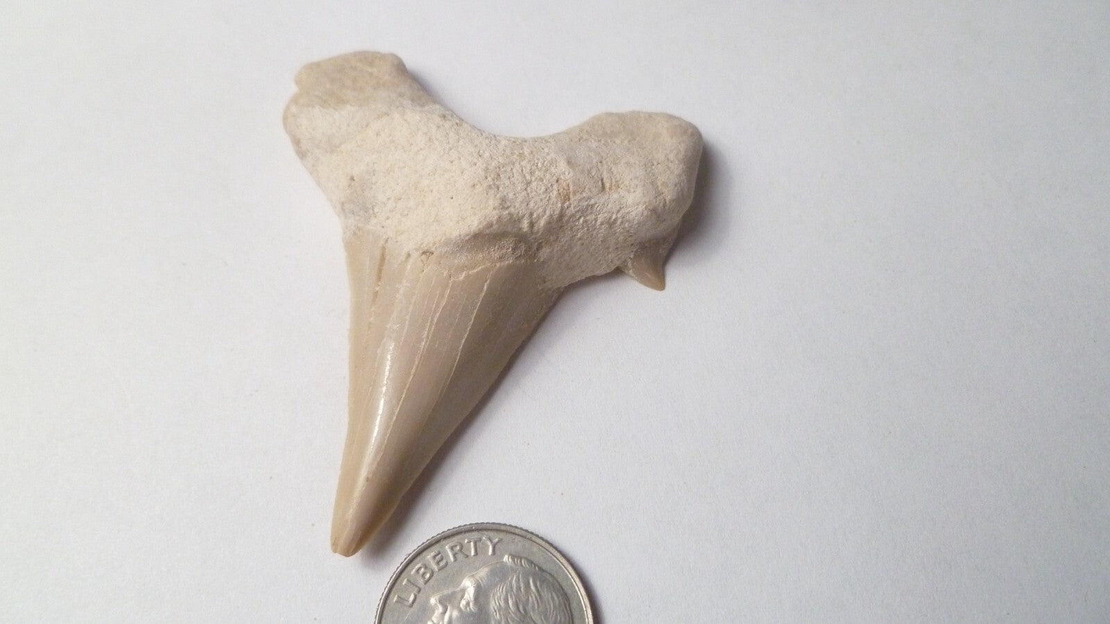 2.2" Otodus Obliquus SHARP Shark Fossil Tooth Specimen Oued Zem Morocco