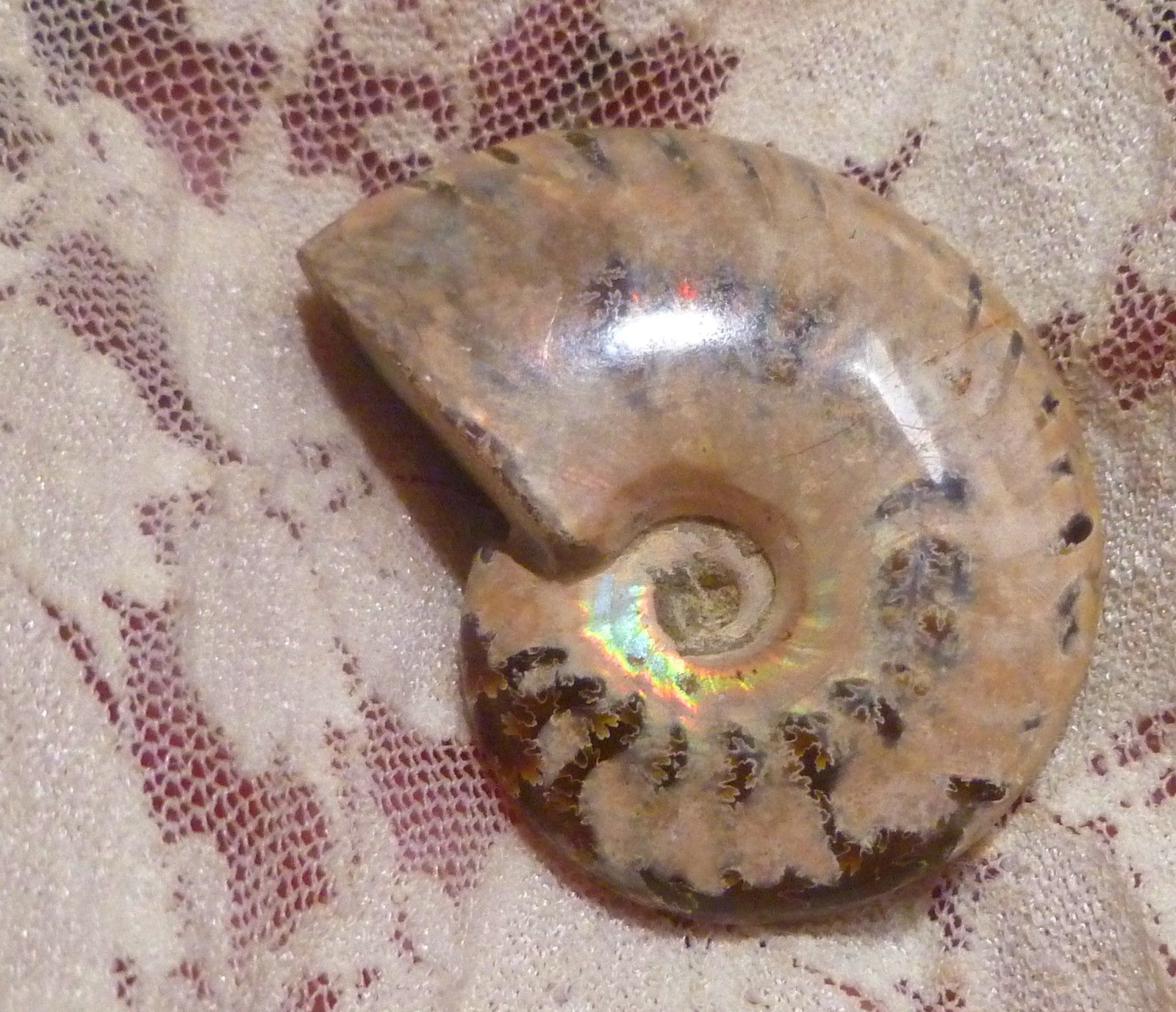 43mm Blue Center AMMONITE FOSSIL 100 million Years Madagascar 112cts