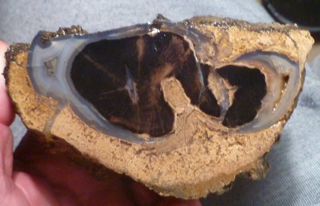 4 1/2" Blue Forest Black Petrified Wood Eocene Age Eden Valley Wyoming 540 grams