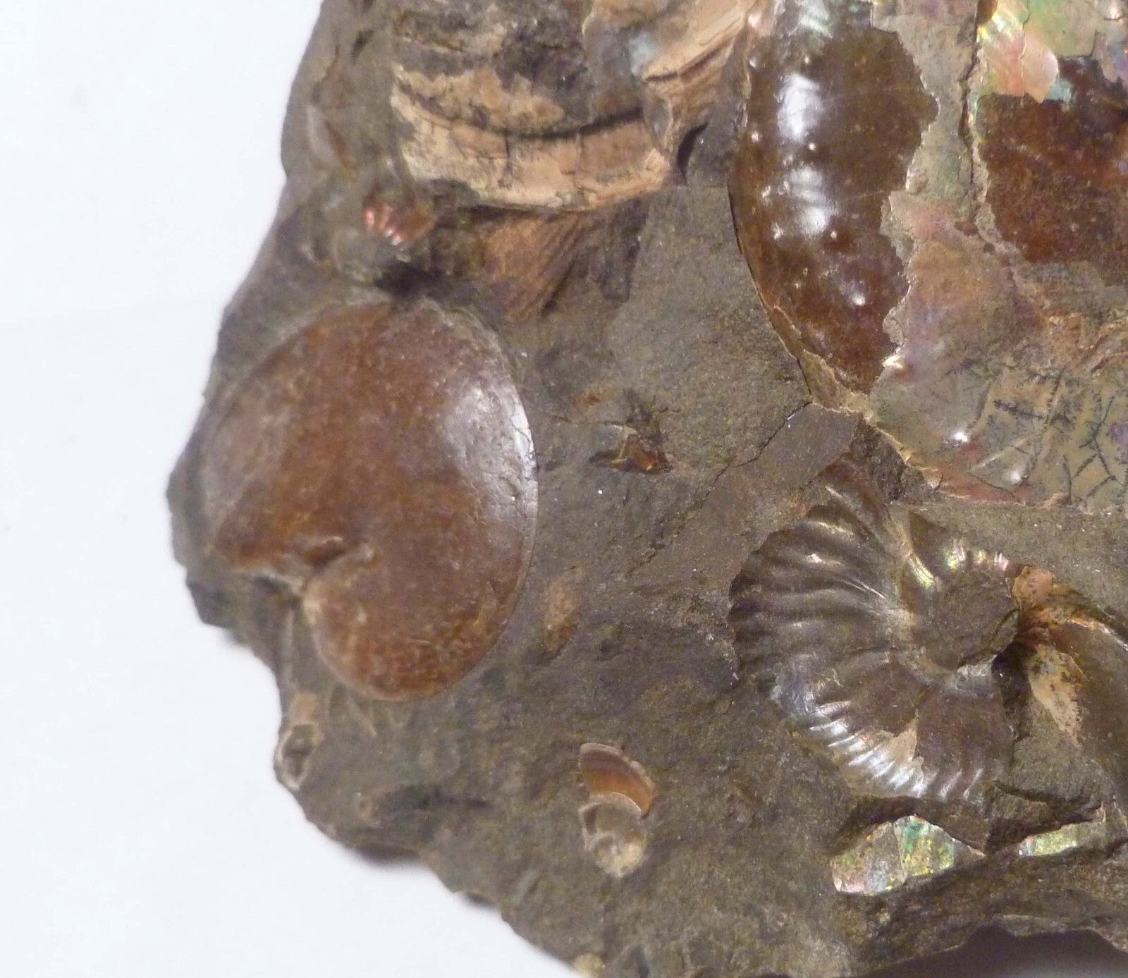 LOTS of fossils! Iridescent Ammonite Ammolite Fossil Discus South Dakota Matrix