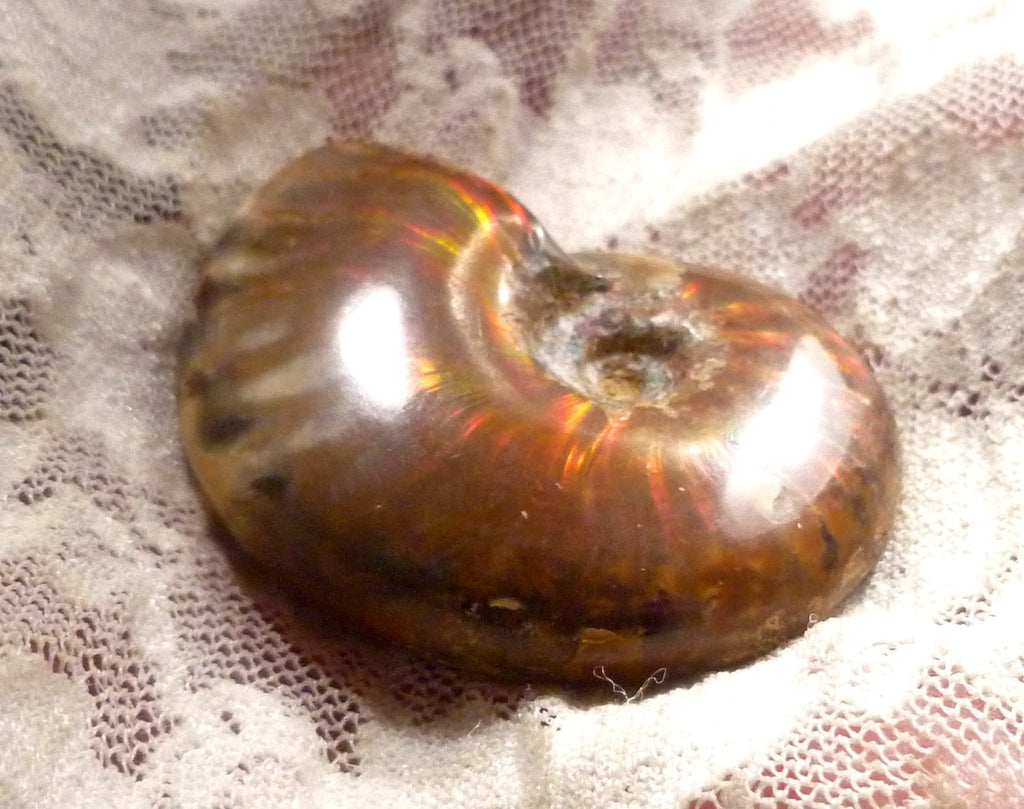 44mm Red QUALITY AMMONITE FOSSIL 100 million Years Madagascar 129.4cts