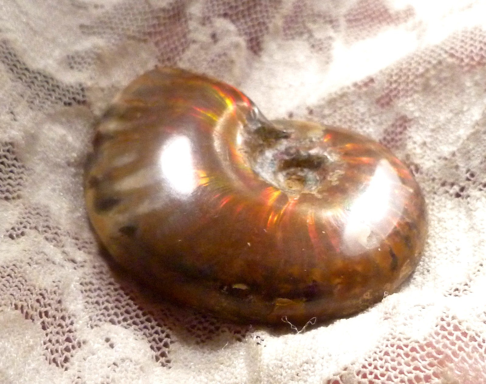 44mm Red QUALITY AMMONITE FOSSIL 100 million Years Madagascar 129.4cts
