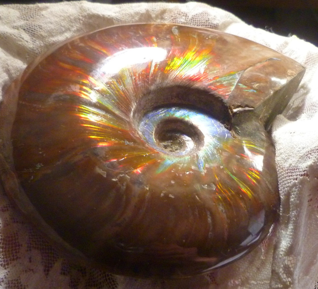 4.6" Red BLUE CENTER AMMONITE FOSSIL 100 MYO Madagascar OLD STOCK