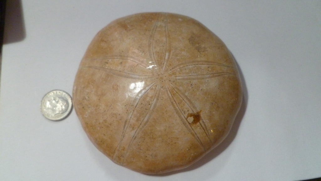Excellent Sand dollar Clypeasteroid Fossil Perfect Polished Star 3 & 5/8"