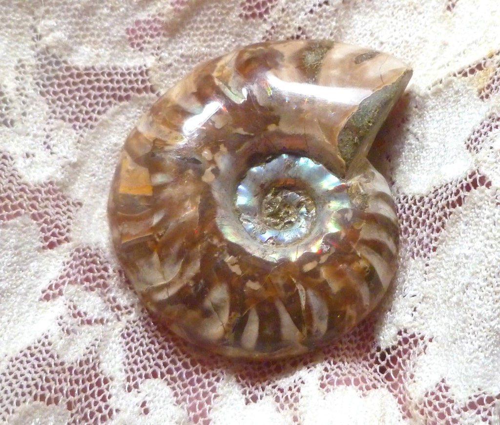 39mm Red Blue Center AMMONITE FOSSIL Opalized 100 million Years Madagascar