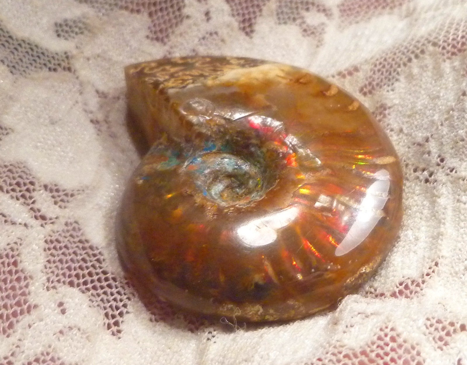 44mm Red QUALITY AMMONITE FOSSIL 100 million Years Madagascar 129.4cts