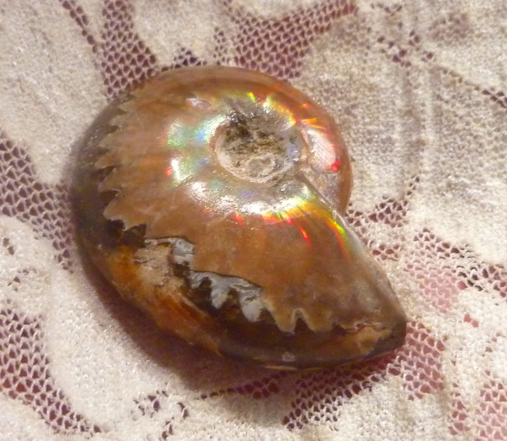 35mm Red GEM QUALITY AMMONITE FOSSIL 100 million Years Madagascar 69cts