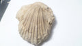 2.75" Clam Fossil South Dakota