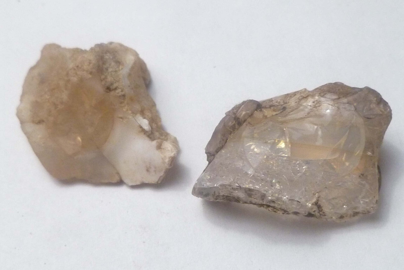 2 Virgin Valley Opal Petrified Wood Specimens Nevada