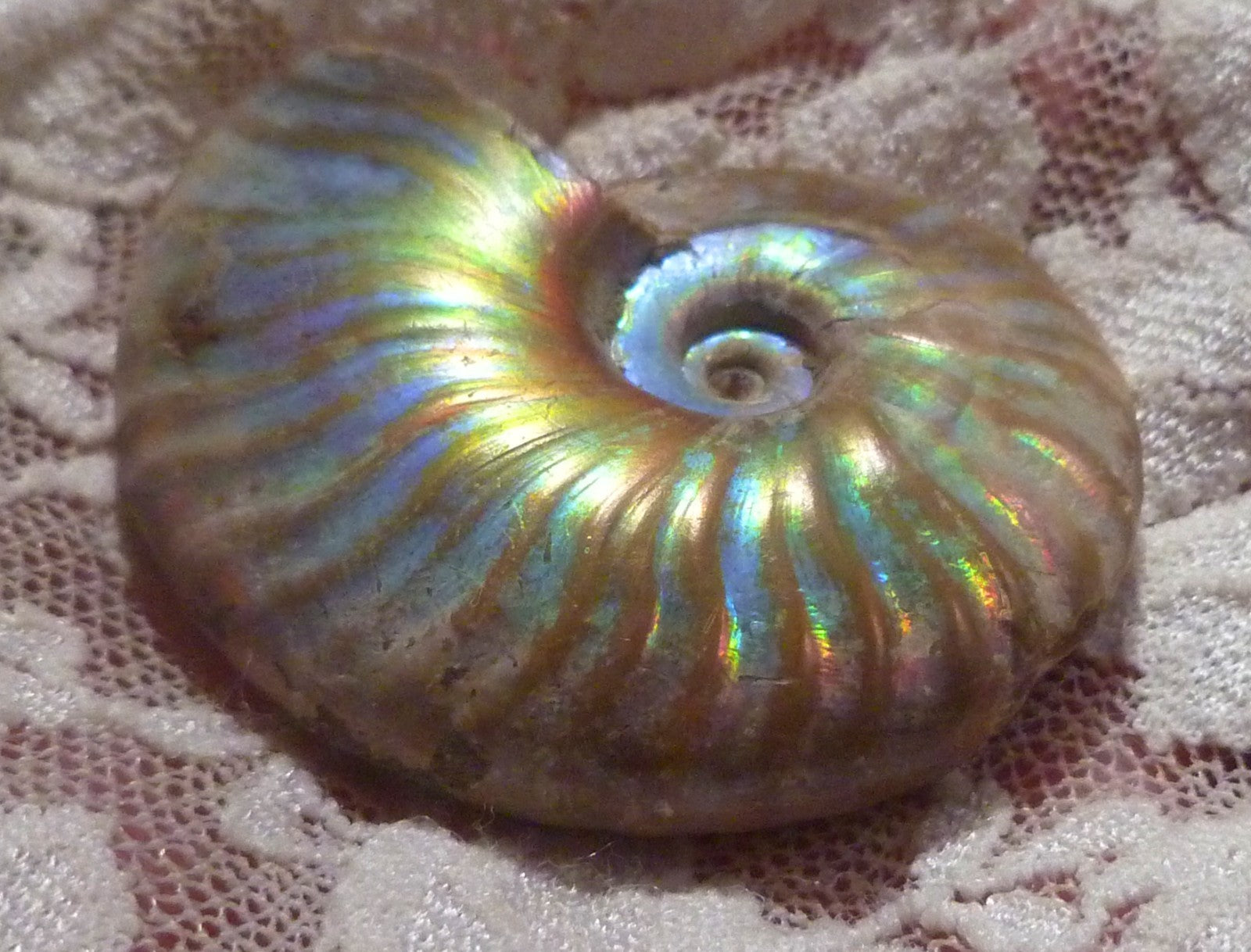 42mm Iridescent AMMONITE FOSSIL Opalized 100 million Years Madagascar