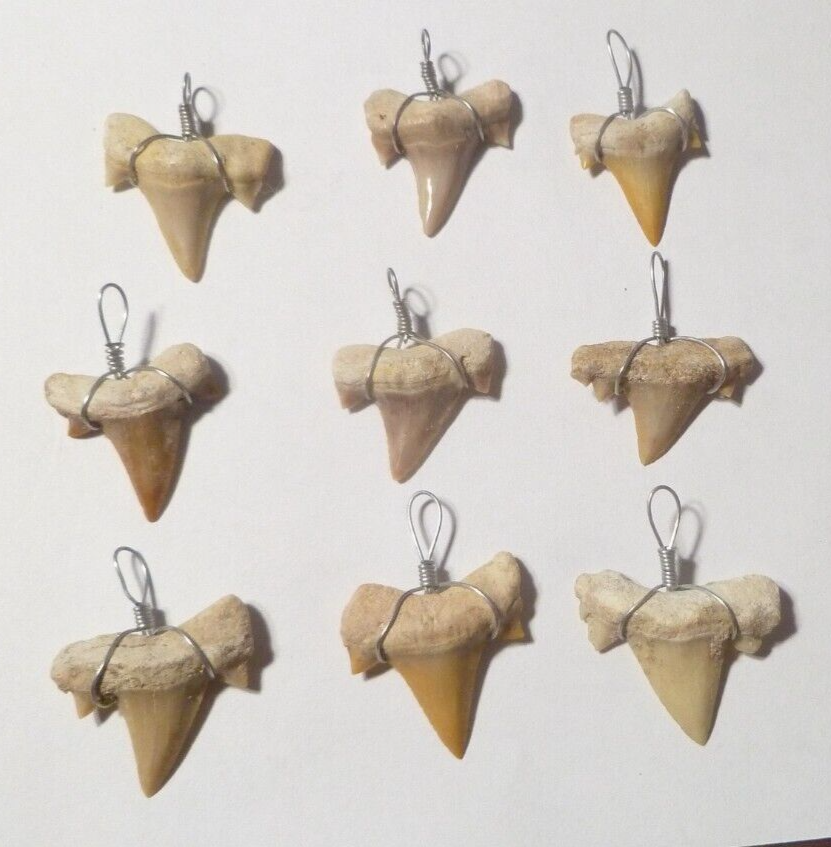 ONE OTODUS TOOTH REAL A+ SHARK FOSSIL PENDANT MEGALODON EXTINCT ANCESTOR RELIC