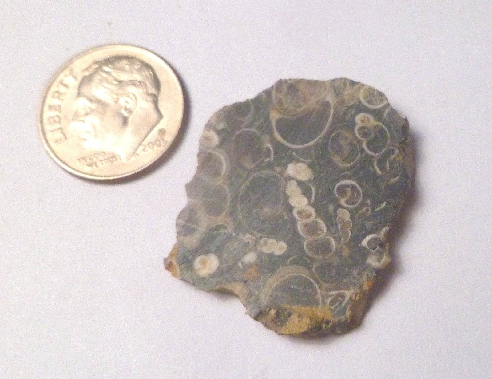 Ancient Sea Floor Slab Shell Fossils Agate 4 Cabochons Collection 100myo