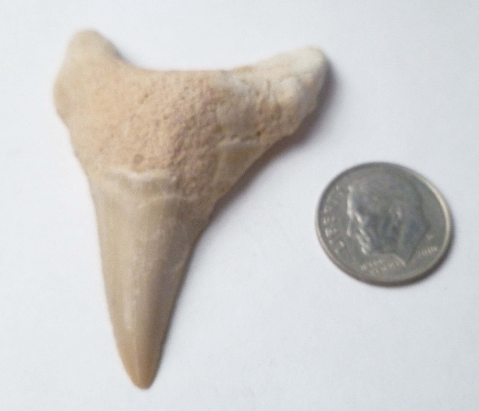 2.25" Otodus Obliquus SHARP Shark Fossil Tooth Specimen Oued Zem Morocco