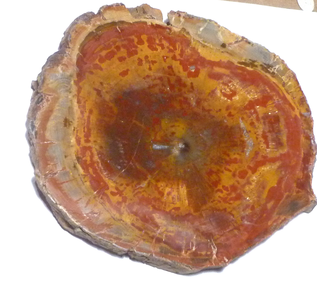 RED! Petrified Wood Polished Slab Great Colors 5.25" Complete Cross Section