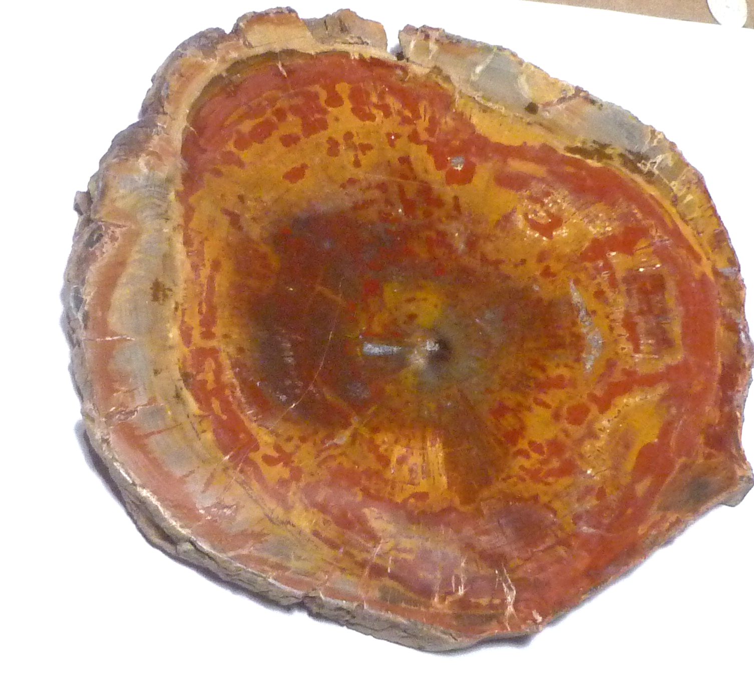RED! Petrified Wood Polished Slab Great Colors 5.25" Complete Cross Section