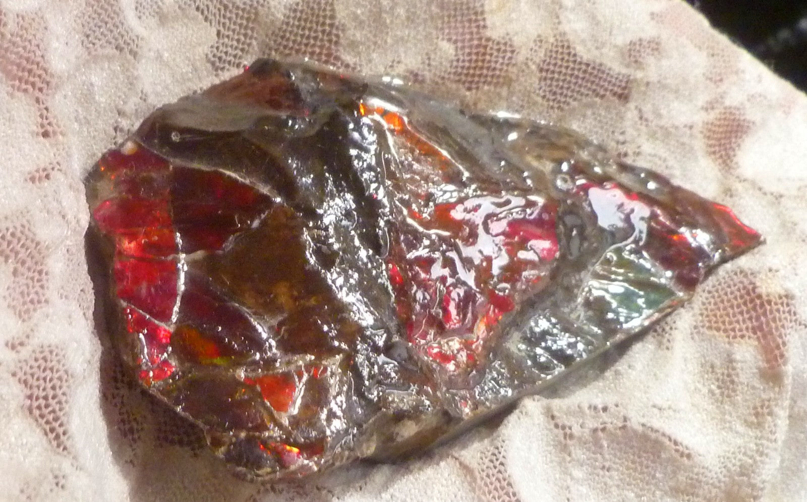 Red Ammolite 88x49x12mm AMMOLITE Ammonite Canada