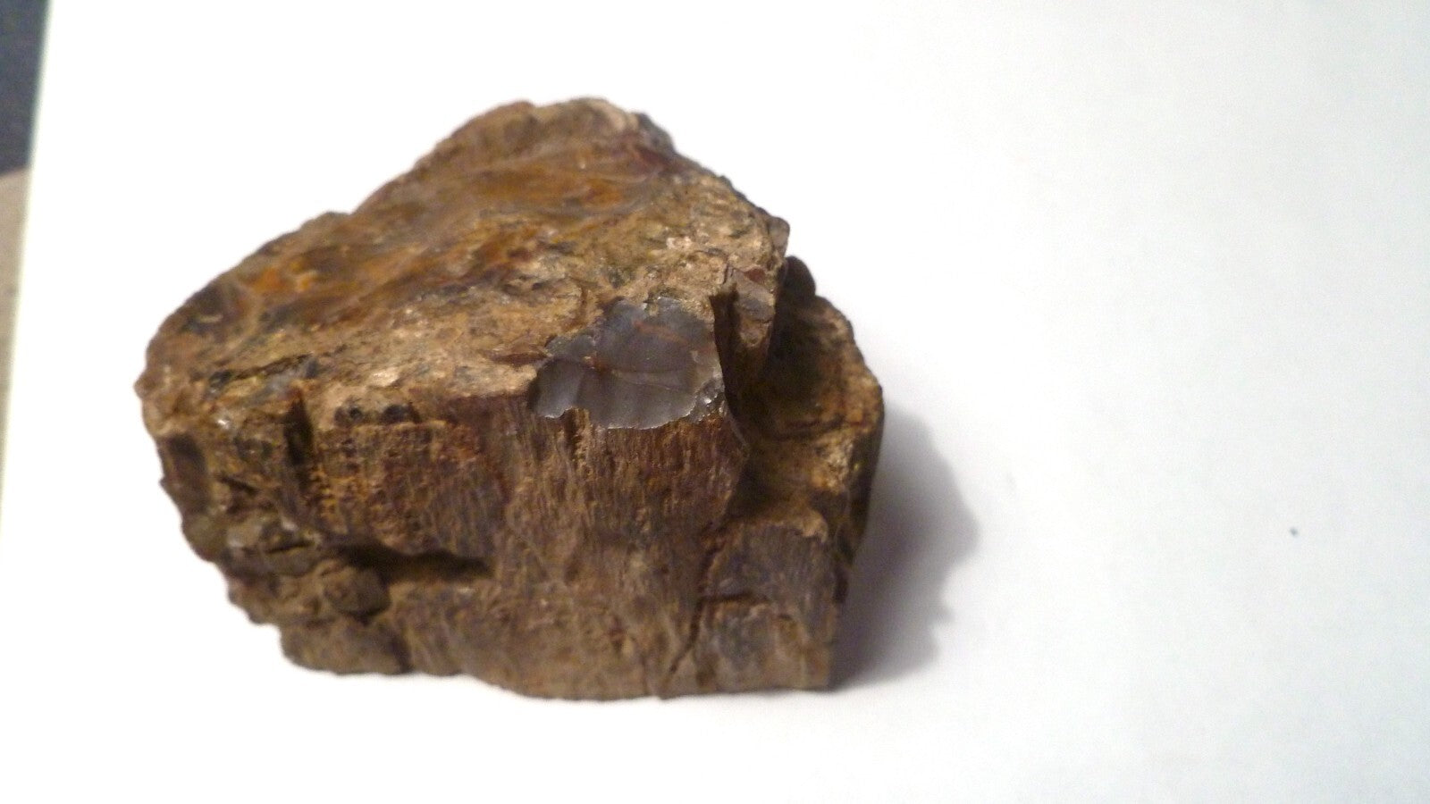 Agatized Petrified Wood Rough Cabbing 220g Polished Madagascar