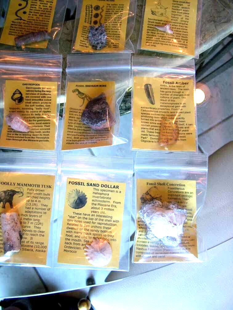 LOT 12 Fossils Trilobite Dinosaur Shark Ammonite Educational Kit