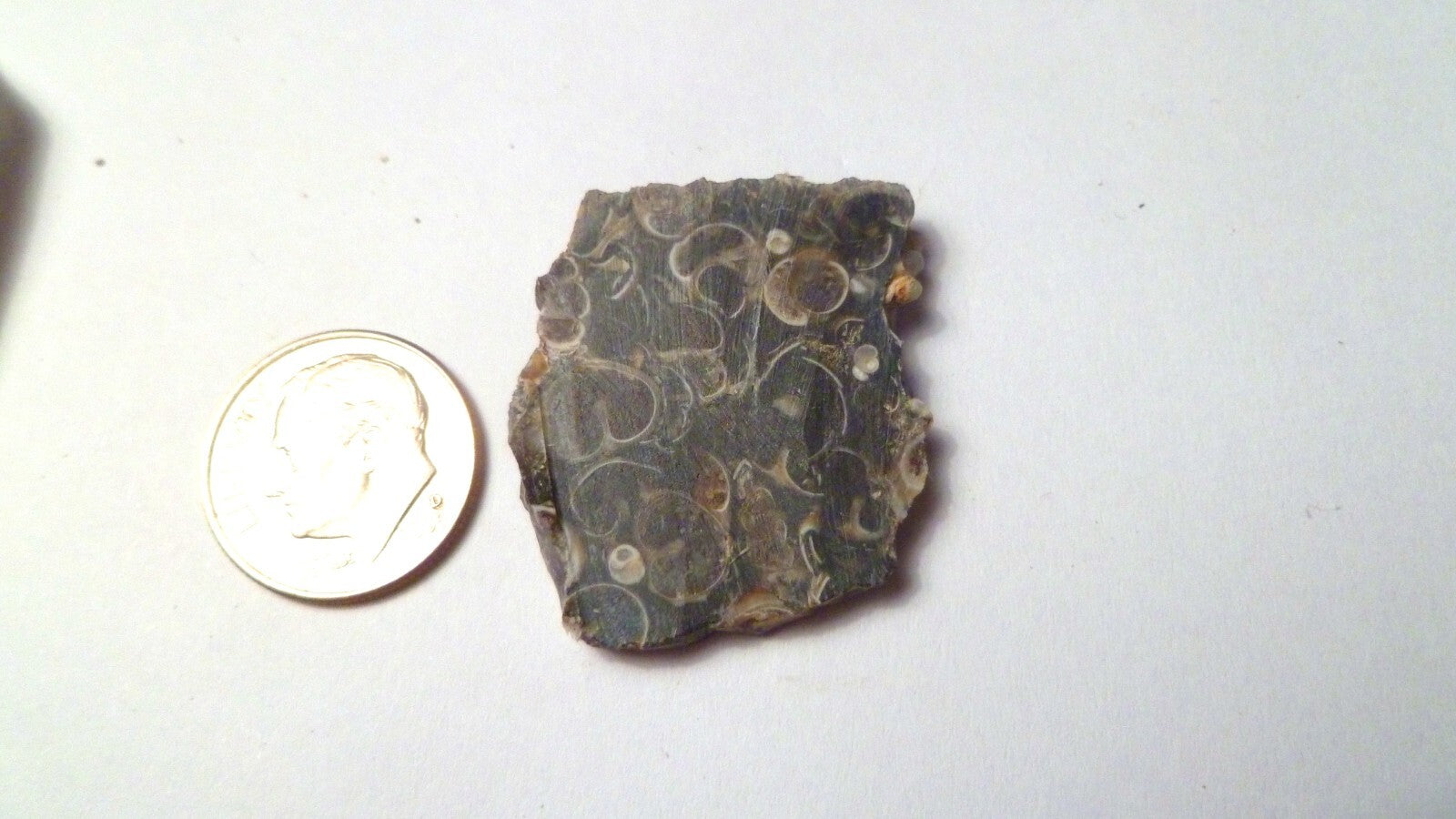 Ancient Sea Floor Slab Shell Fossils Agate 4 Cabochons Collection 100myo