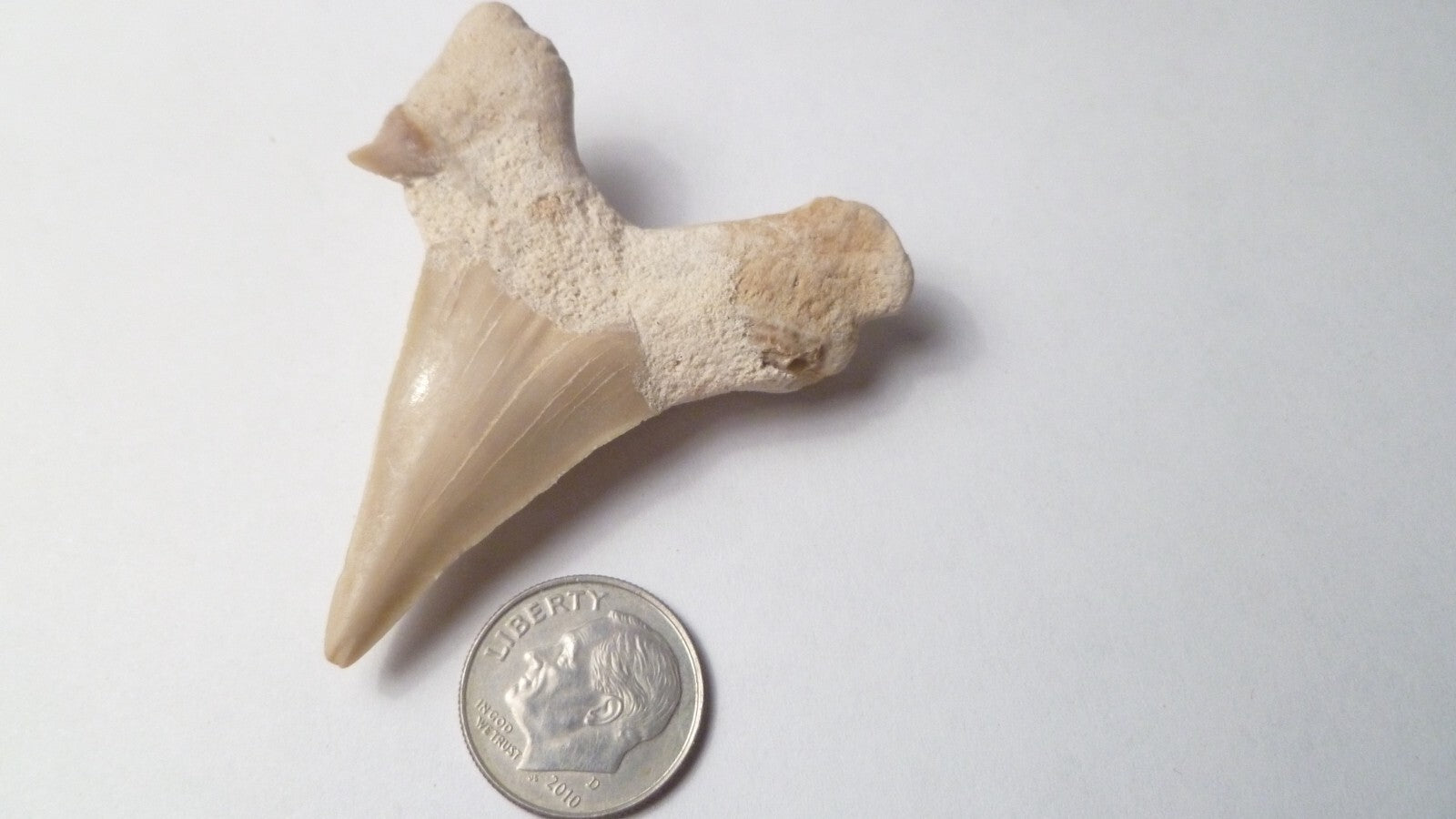 2.2" Otodus Obliquus SHARP Shark Fossil Tooth Specimen Oued Zem Morocco