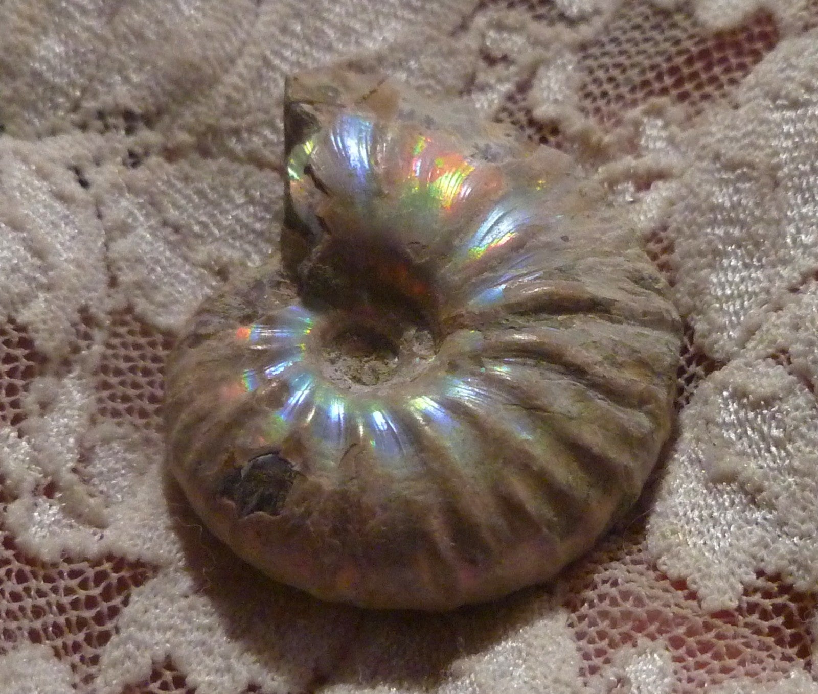 34mm Iridescent AMMONITE FOSSIL Opalized 100 million Years Madagascar