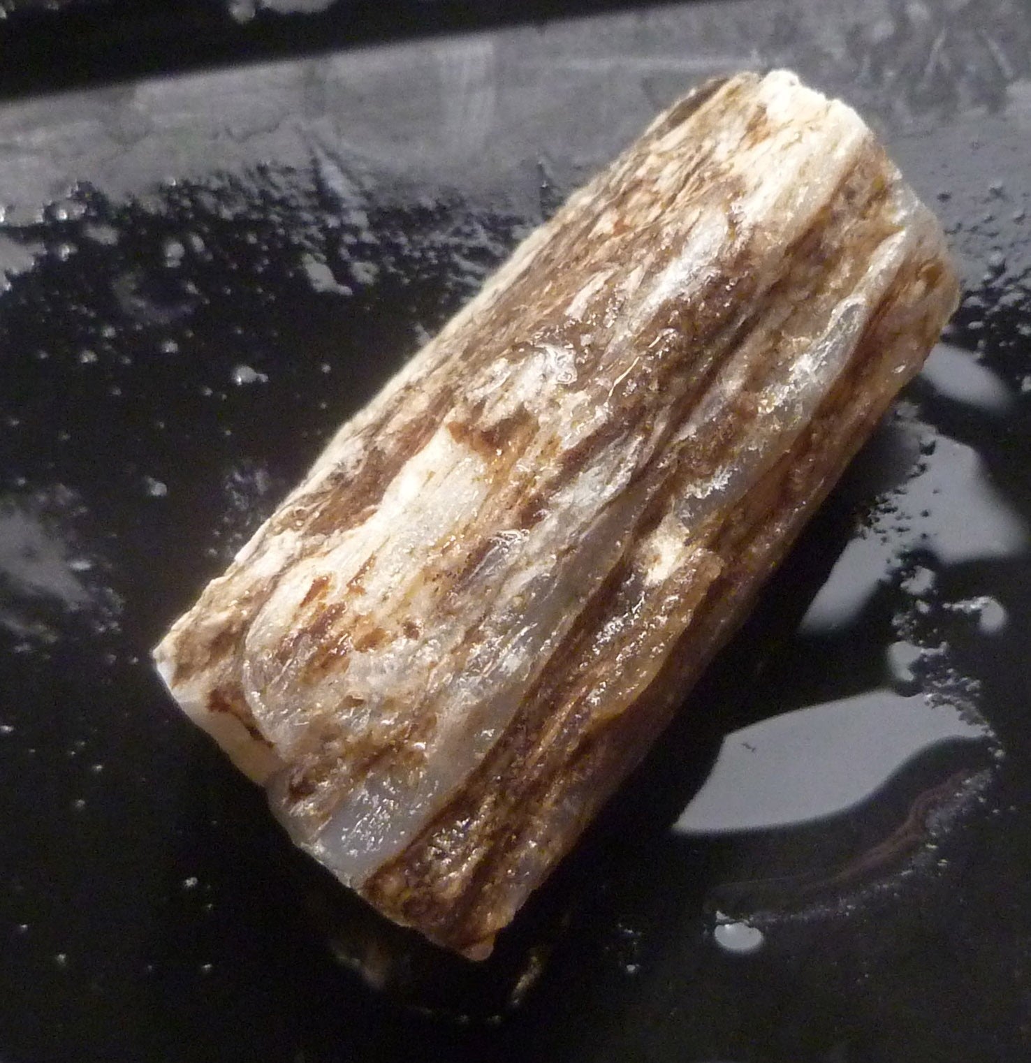 40cts Virgin Valley Opal Petrified Wood Log Specimen Nevada