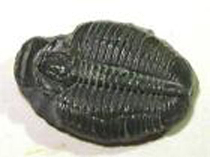 LOT 12 Fossils Trilobite Dinosaur Shark Ammonite Educational Kit