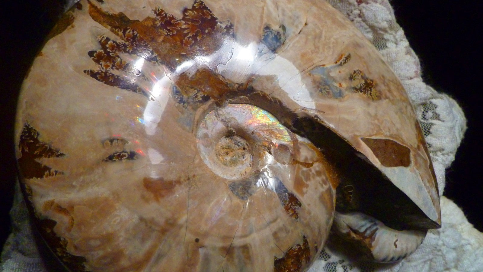 6" Polished AMMONITE FOSSIL W/Smaller in the End 100 MYO Madagascar OLD STOCK