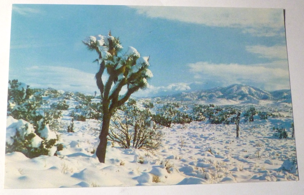 Postcard Snow High Desert California USA 1961