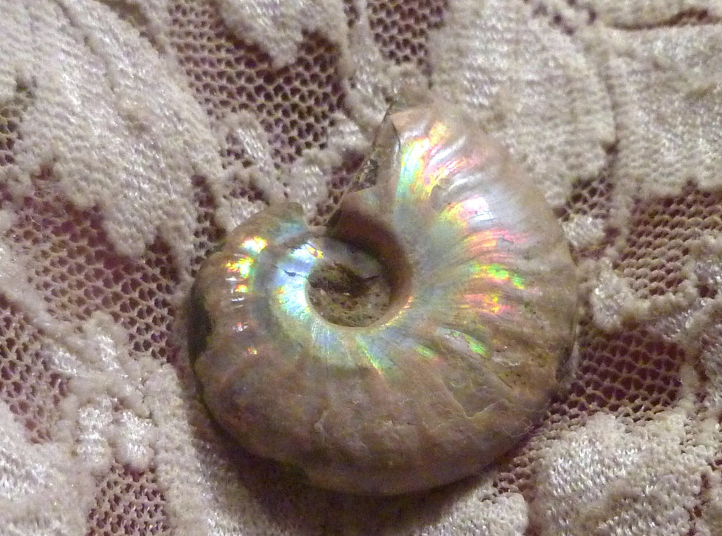 30mm Iridescent AMMONITE FOSSIL Opalized 100 million Years Madagascar