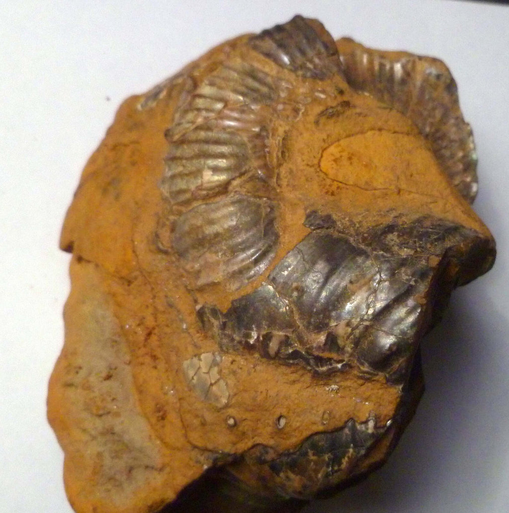 Rare Iridescent Didymoceras Ammonite Fossil South Dakota Cretaceous