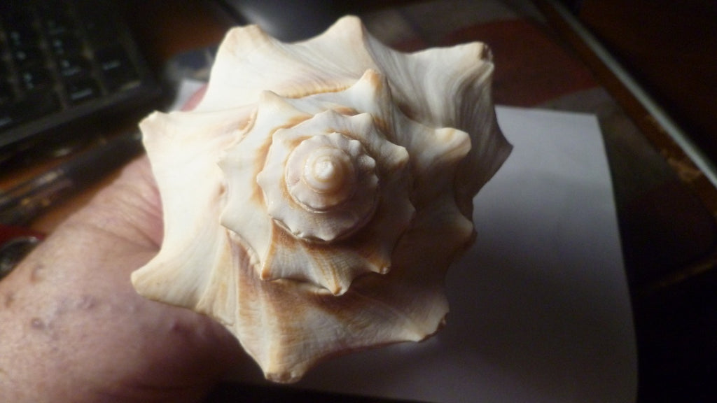 White & Tan Whelk Welk Conch-Like Seashell Shell - Big 6.5” Long -2.75”Tall