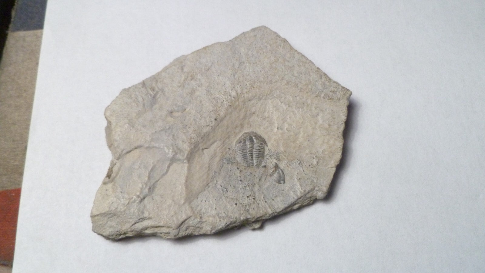 Perfect! 509 Million YEAR Old Elrathia Kingi TRILOBITE Fossil Utah
