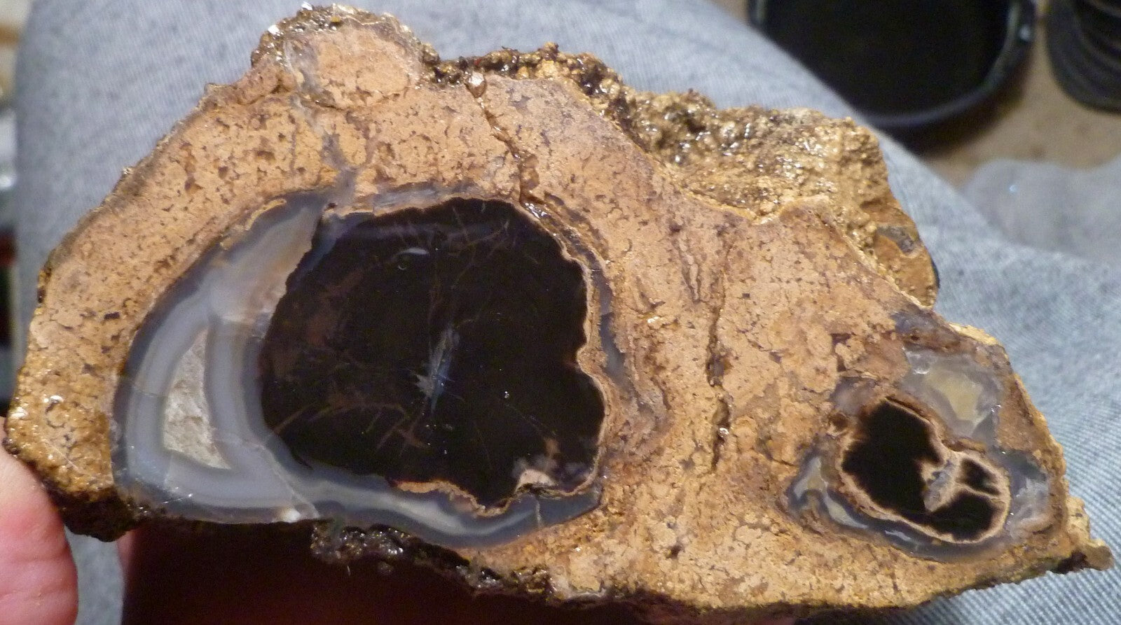 4 1/2" Blue Forest Black Petrified Wood Eocene Age Eden Valley Wyoming 540 grams