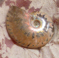 43mm Blue Center AMMONITE FOSSIL 100 million Years Madagascar 112cts