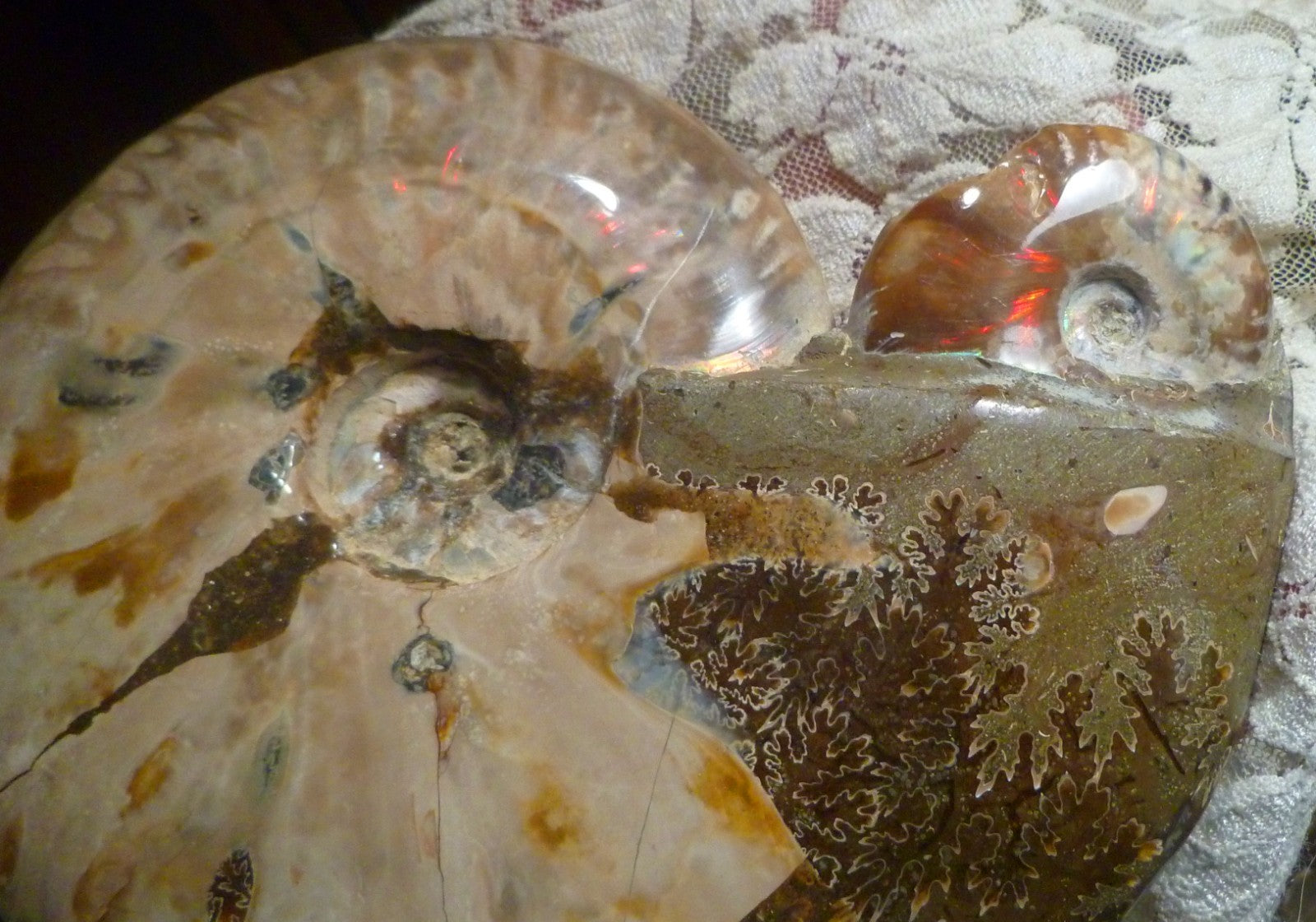 6" Polished AMMONITE FOSSIL W/Smaller in the End 100 MYO Madagascar OLD STOCK