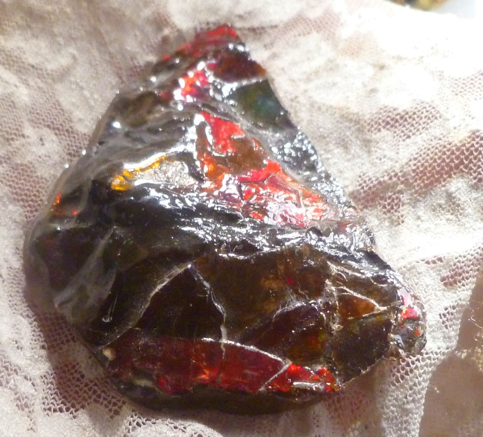 Red Ammolite 88x49x12mm AMMOLITE Ammonite Canada