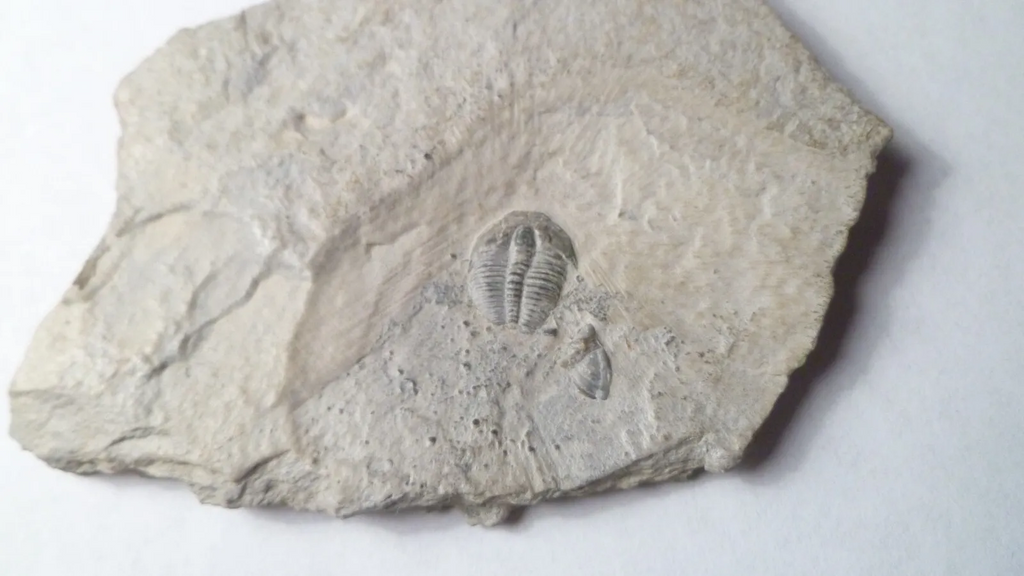 500 Million Year Old! Elrathia TRILOBITE Fossil From Utah