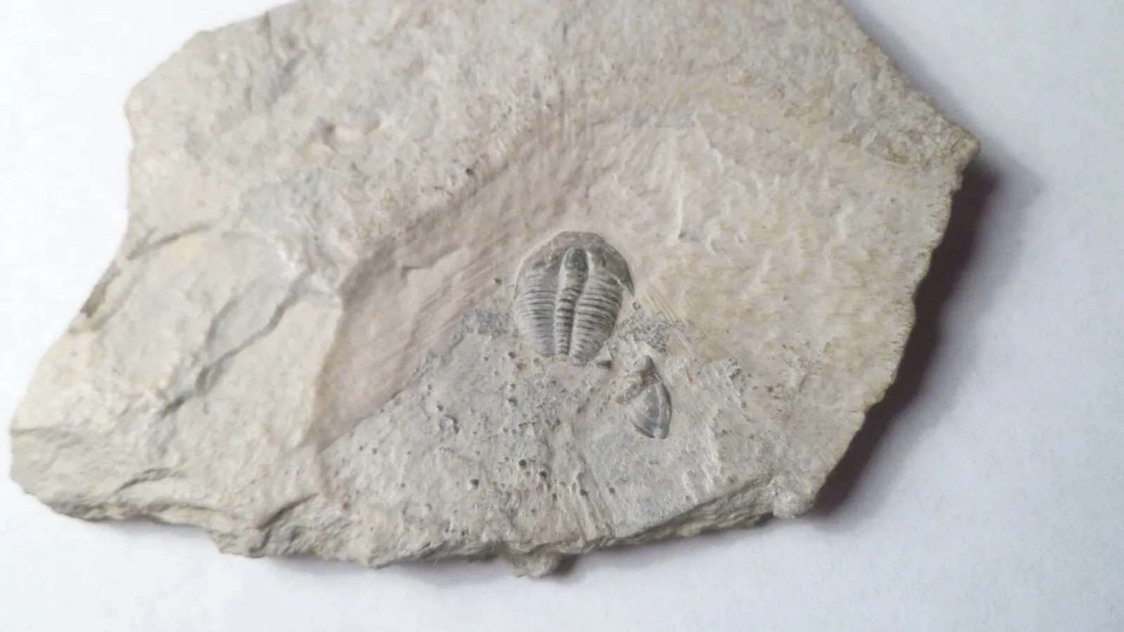 500 Million Year Old! Elrathia TRILOBITE Fossil From Utah