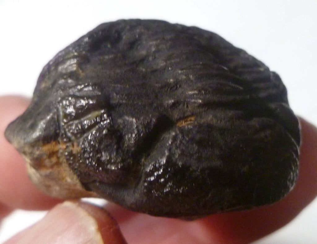 45mm Quality Phacops Trilobite Fossil From The Devonian of Morocco