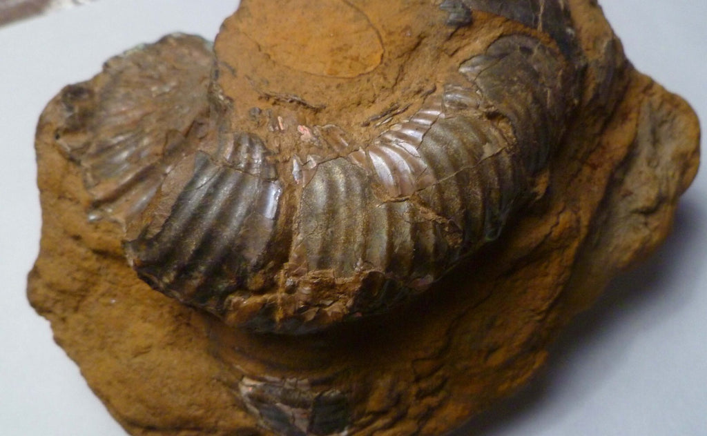 Rare Iridescent Didymoceras Ammonite Fossil South Dakota Cretaceous