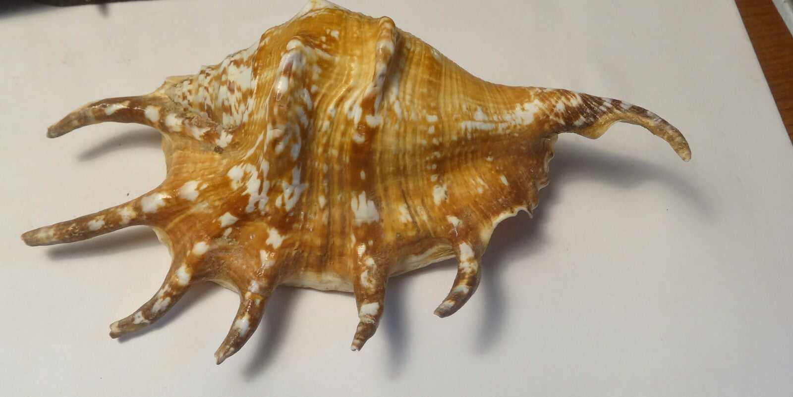 Rare Lambis Scorpius Spider Conch Sea Shell (Scorpion Conch) Beach 6.75"        