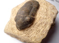 63mm Quality Reedops Trilobite Fossil From The Devonian of Morocco