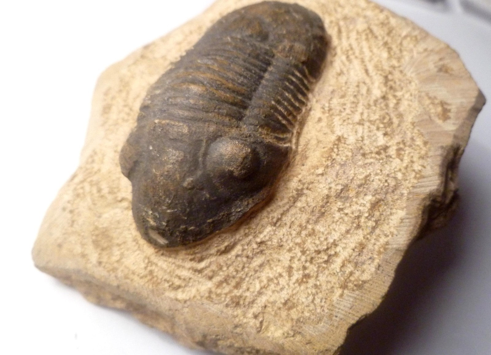 63mm Quality Reedops Trilobite Fossil From The Devonian of Morocco