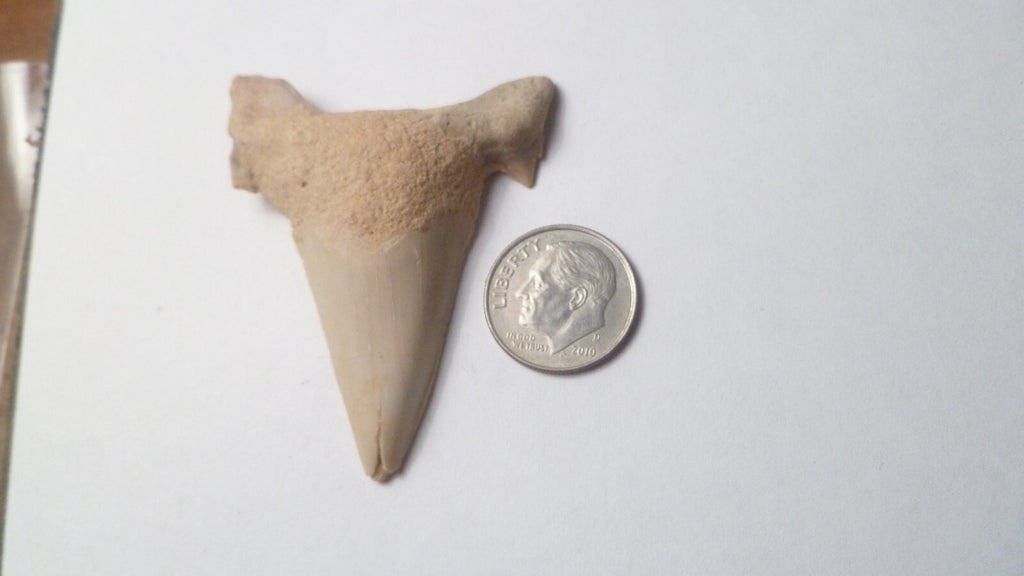 2.25" Otodus Obliquus Shark Fossil Tooth Specimen Oued Zem Morocco