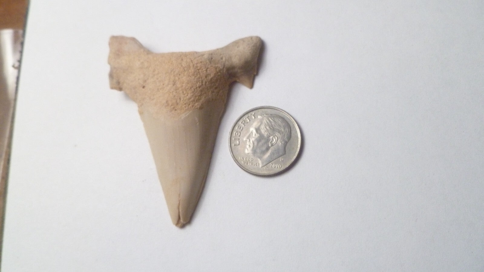 2.25" Otodus Obliquus Shark Fossil Tooth Specimen Oued Zem Morocco