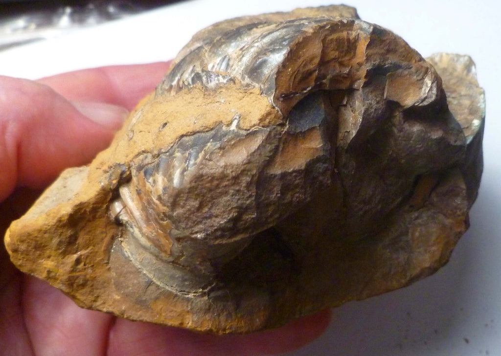 Rare Iridescent Didymoceras Ammonite Fossil South Dakota Cretaceous