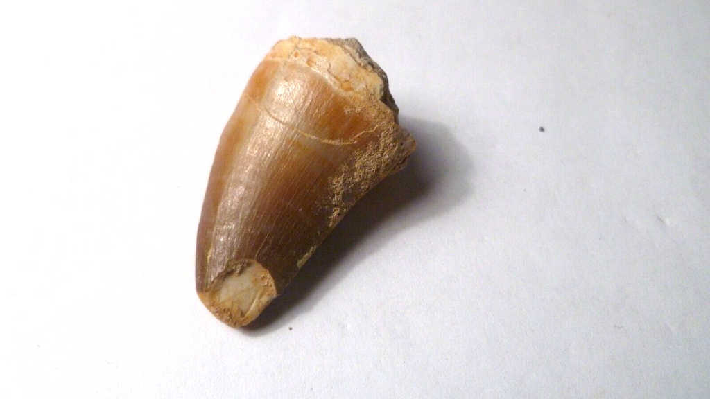 Fossil Mosasaur Tooth reptiles Cretaceous Morocco 42x25mm