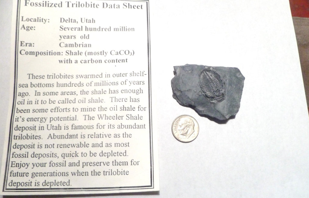 24mm Fossil Trilobite UTAH USA Trilobites fossils INFO Card Included