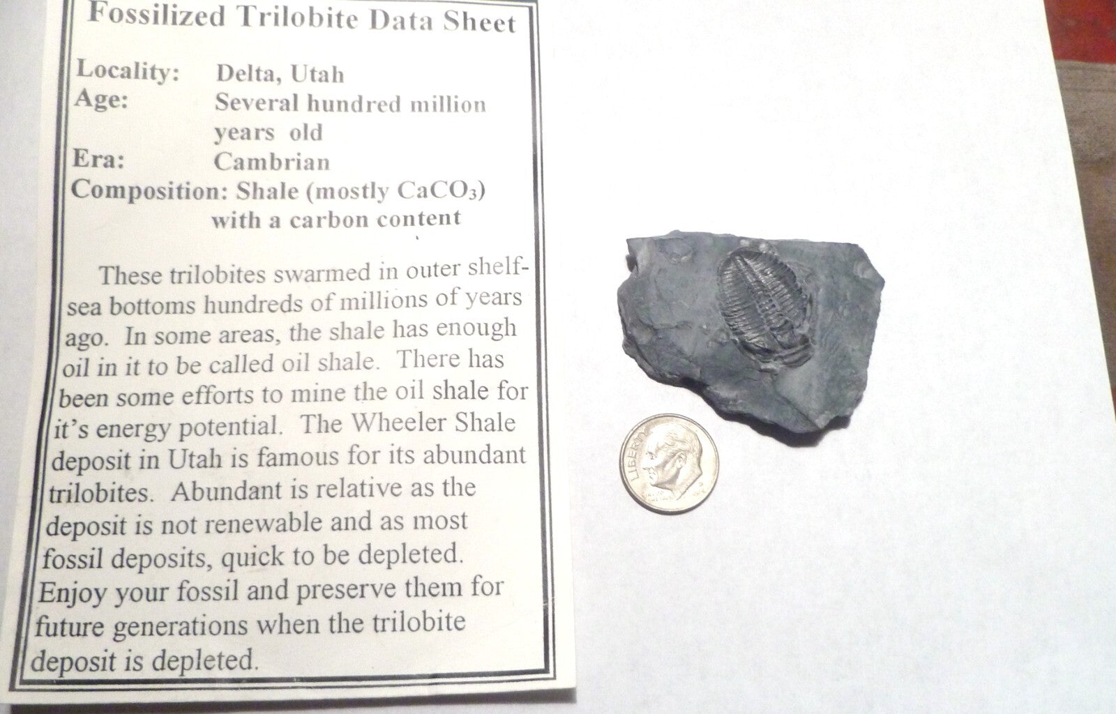 24mm Fossil Trilobite UTAH USA Trilobites fossils INFO Card Included